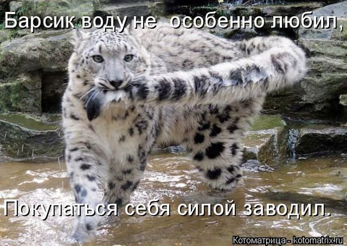 Лучшие котоматрицы этой осени