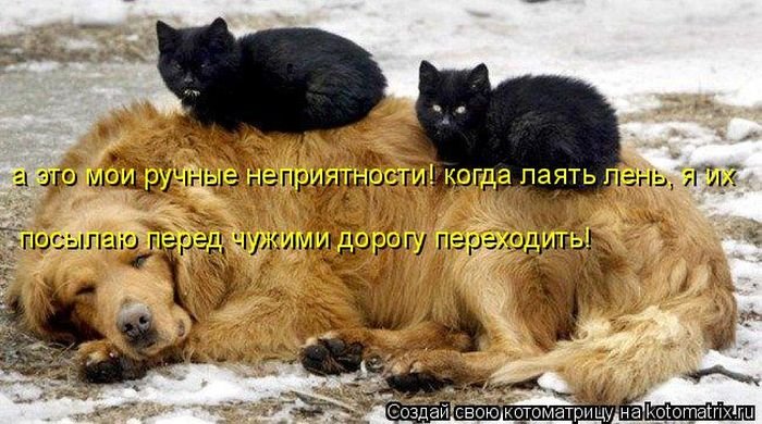 Лучшие котоматрицы этой осени