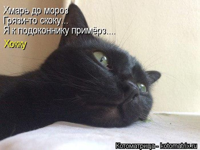 Лучшие котоматрицы этой осени