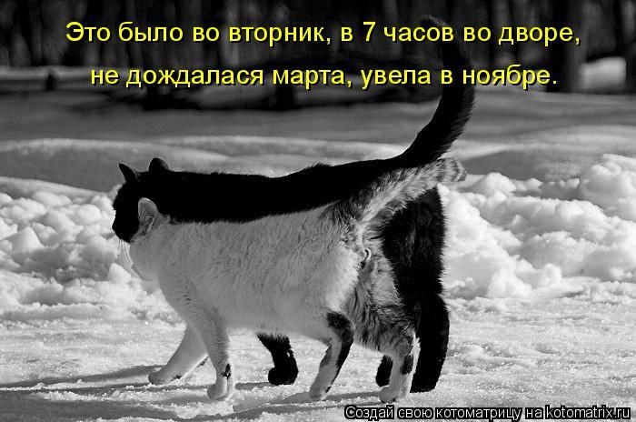 Лучшие котоматрицы этой осени