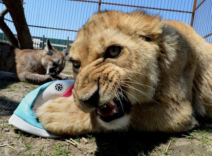 В зоопарке Приморья львенок подружился с котенком пумы