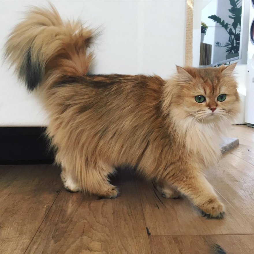 Кошка Смузи - самая фотогеничная кошка на свете