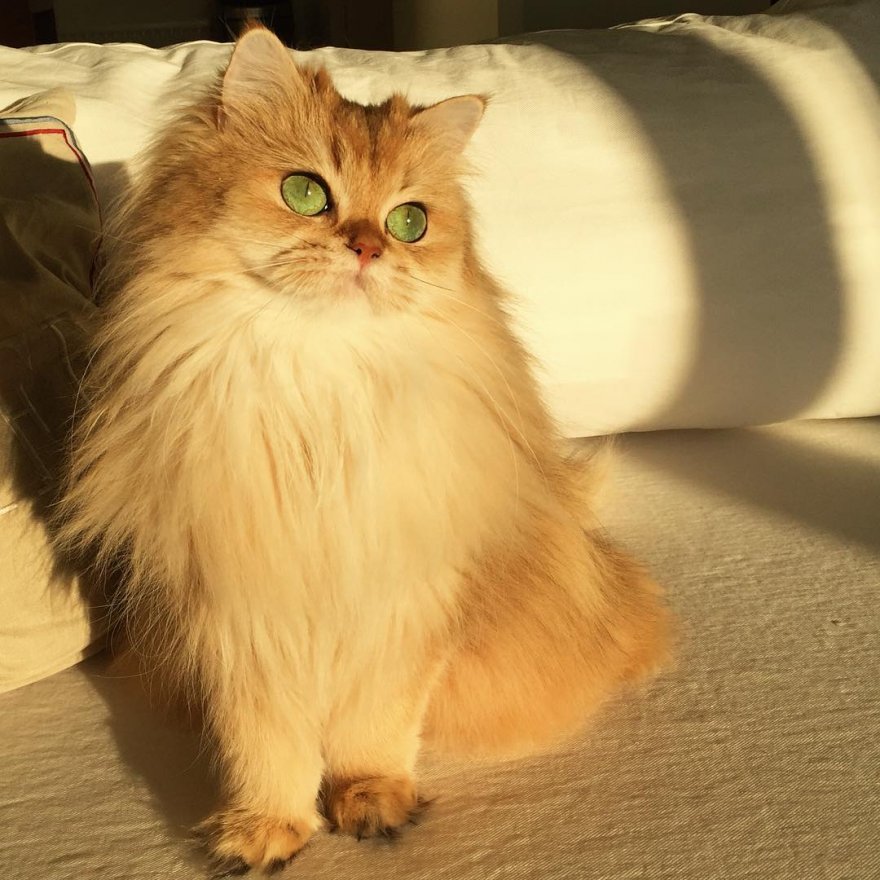 Кошка Смузи - самая фотогеничная кошка на свете