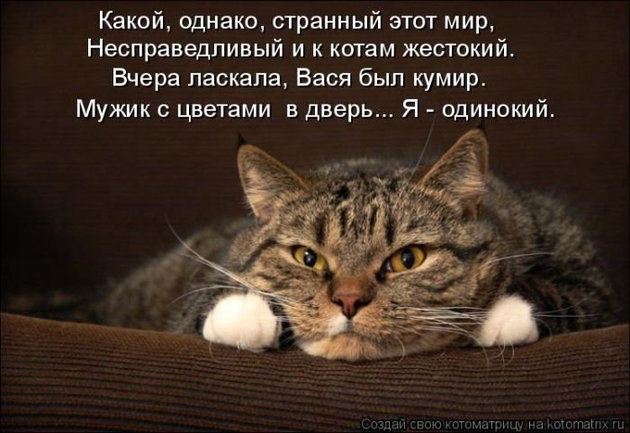 Лучшие котоматрицы недели