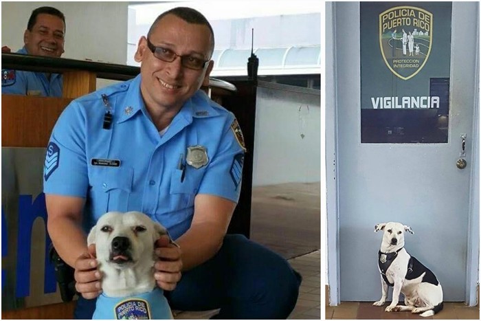 Бездомный пес нашел работу в полицейском участке