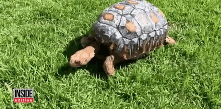 Травмированная черепаха получила первый в мире панцирь, распечатанный на 3D-принтере
