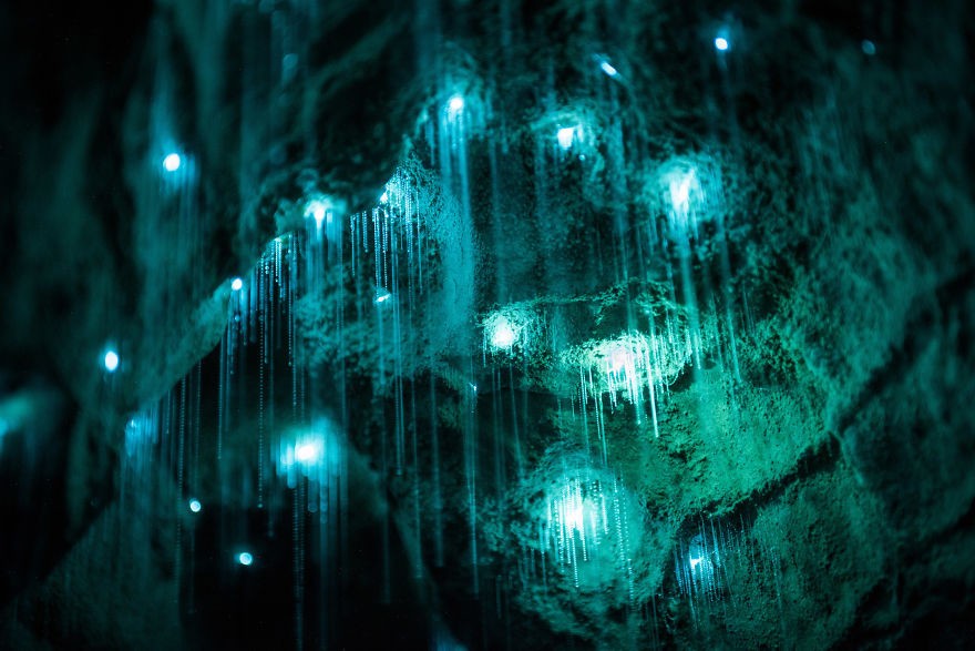 Пещеры Вайтомо – звездное небо из светлячков