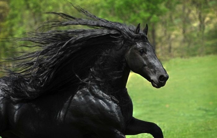 Самый красивый в мире конь