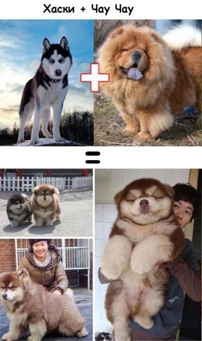 Результат любви собак разных пород