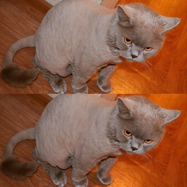 Бритые коты (18 фото)