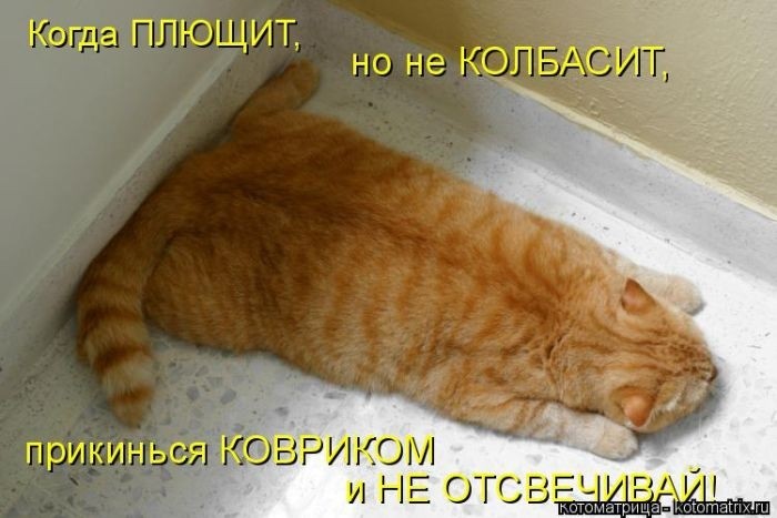 Лучшие котоматрицы недели (50 фото)