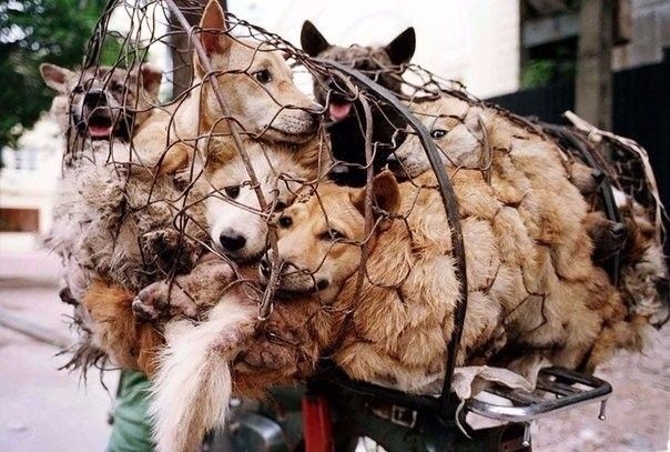 Женщина в Китае выкупила сотню собак со скотобойни