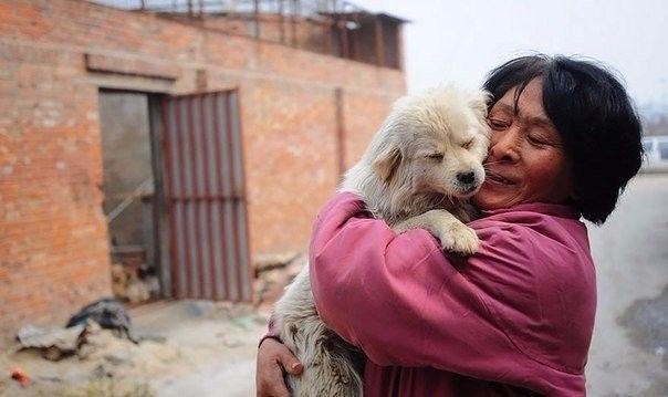Женщина в Китае выкупила сотню собак со скотобойни
