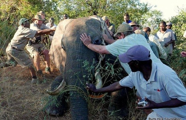 Раненый браконьерами слон обратился к людям за помощью