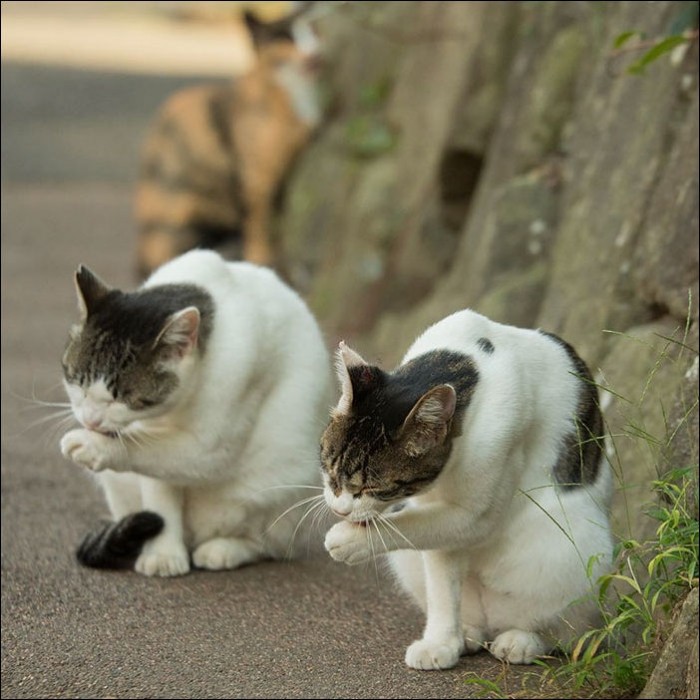 Токийские коты