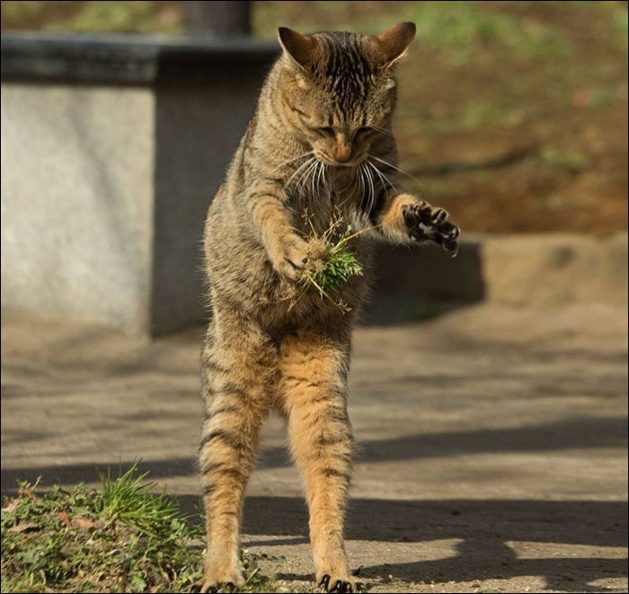 Токийские коты