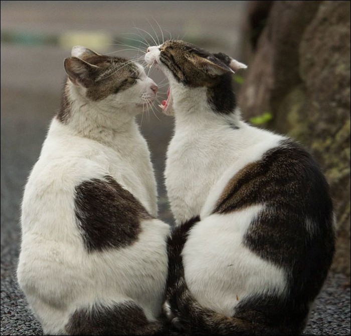 Токийские коты