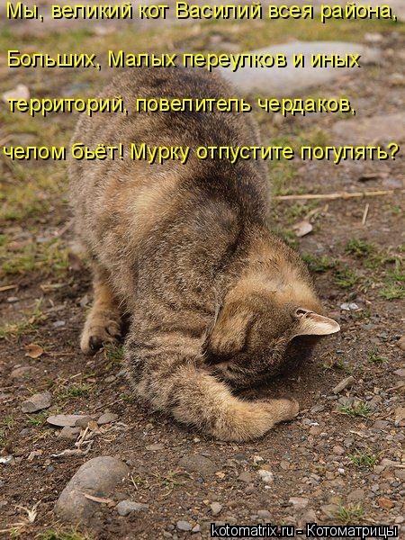 Свежая подборка котоматриц