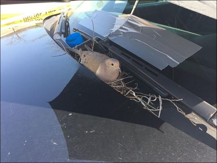 Голубь устроил гнездо на полицейском автомобиле (3 фото)