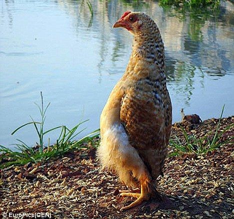 Мамбл - Необычная курица (3 фото)