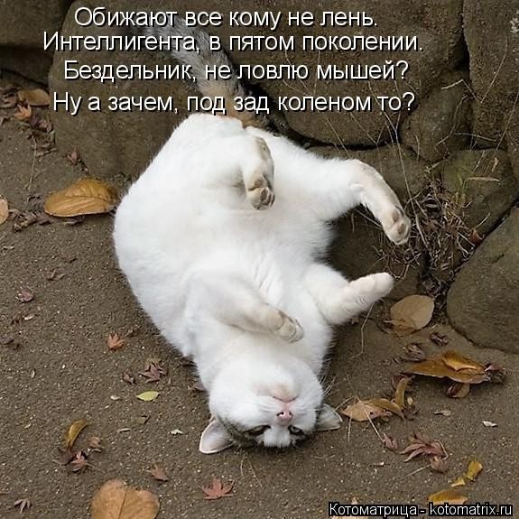 Забавные котоматрицы