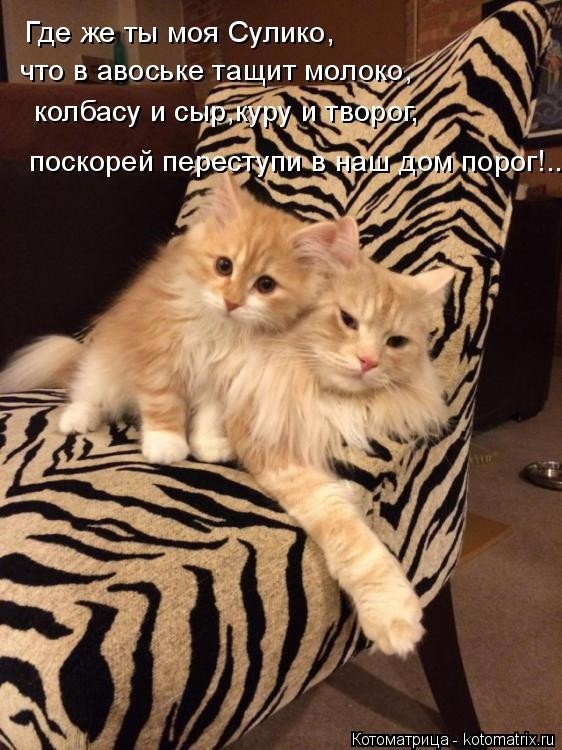 Забавные котоматрицы