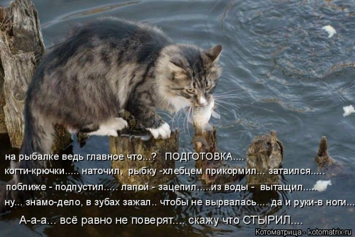 Забавные котоматрицы