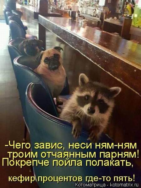 Забавные котоматрицы