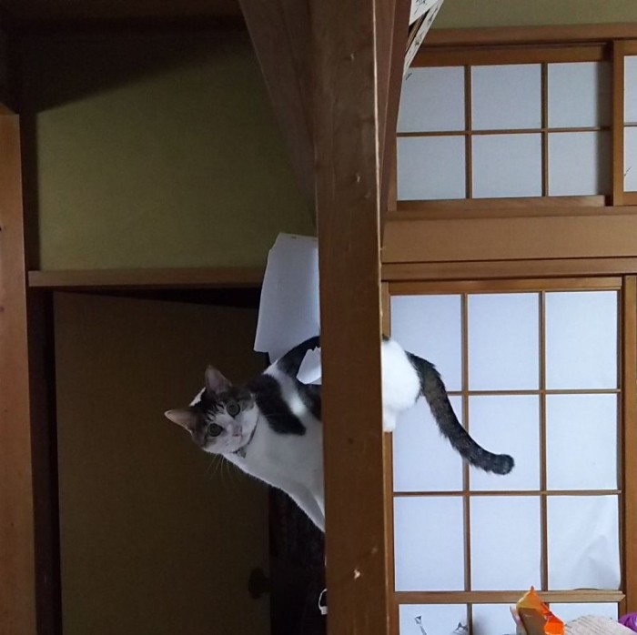 Традиционные японские двери совершенно не подходят для кошатников