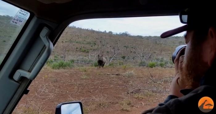 Носорог атаковал двух фотографов, сидящих в автомобиле