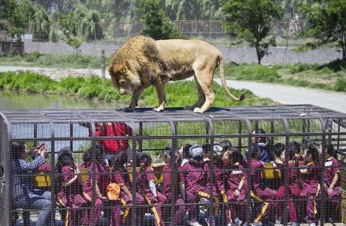 Уникальный китайский зоопарк (10 фото)