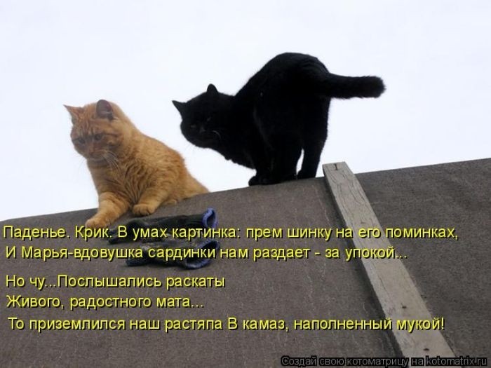 Забавные котоматрицы