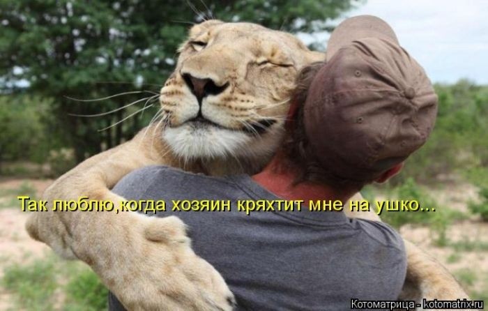 Забавные котоматрицы