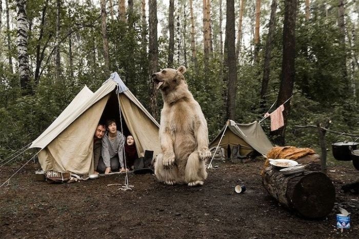 Фотосессия семьи дрессировщика Юрия Пантелеенко с ручным медведем Степаном Интересное