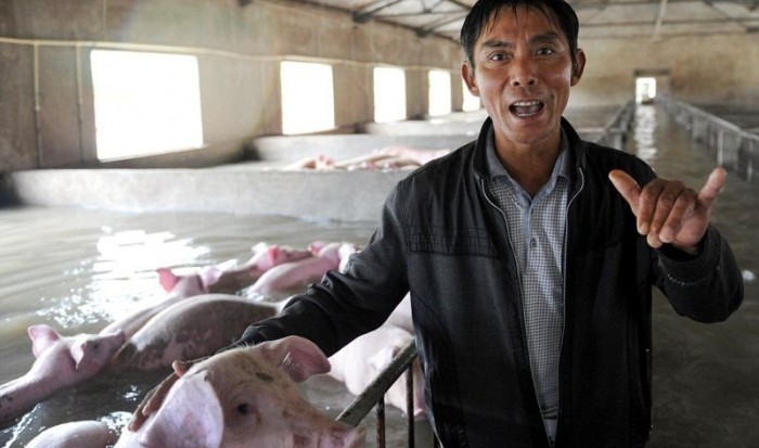 Слезы фермера, вынужденного оставить умирать 6000 своих свиней из-за наводнения
