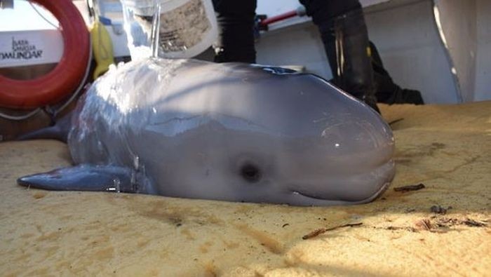 В Канаде дети спасли выброшенного на берег детеныша кита-белухи