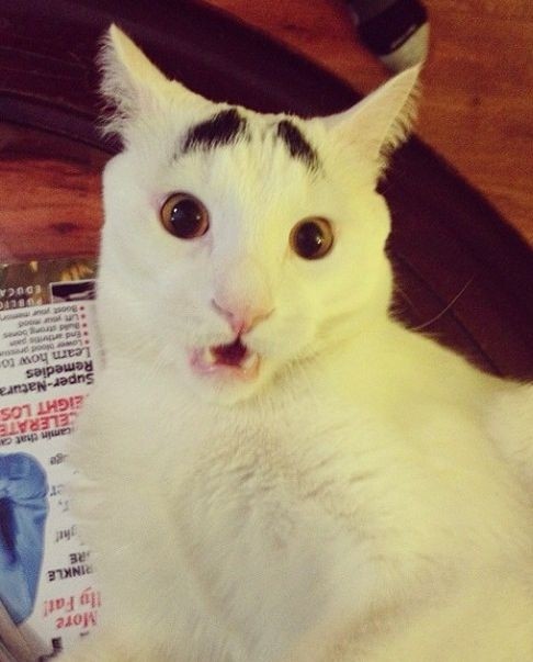 Самый эмоциональный кот в мире Бровастик (30 фото)