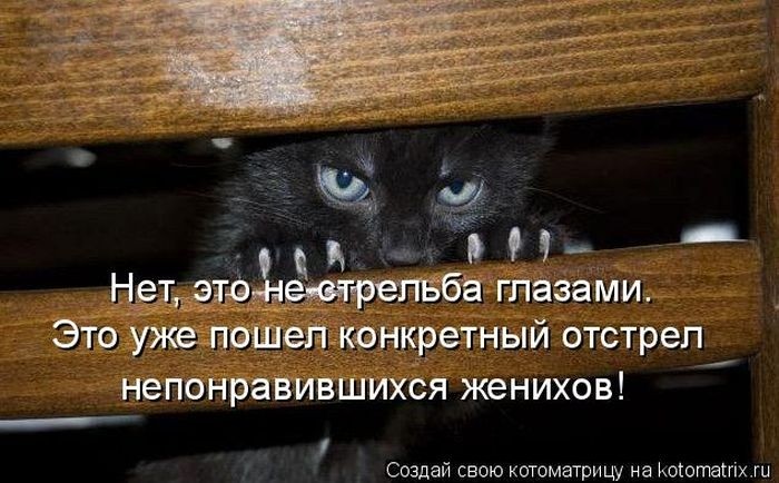 Забавные котоматрицы