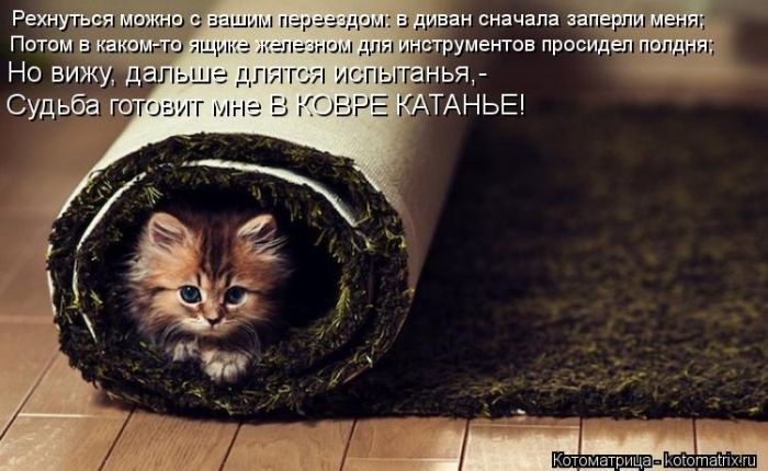 Забавные котоматрицы