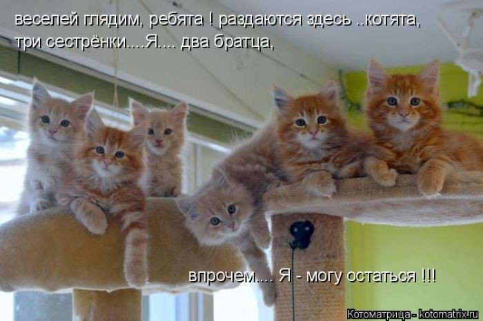 Забавные котоматрицы