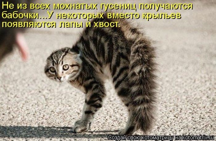 Забавные котоматрицы