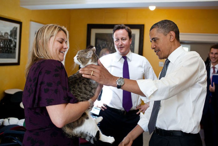 5 увлекательных фактов о самом ленивом коте британского правительства