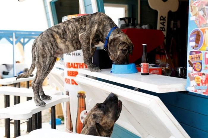 На хорватском побережье открылся бар для собак