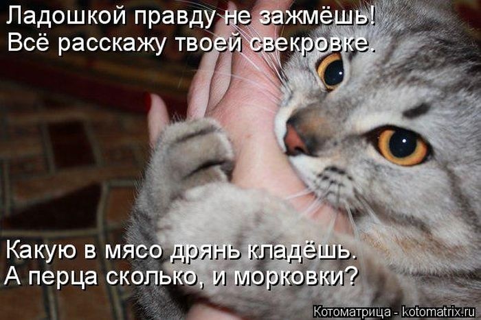 Забавные котоматрицы