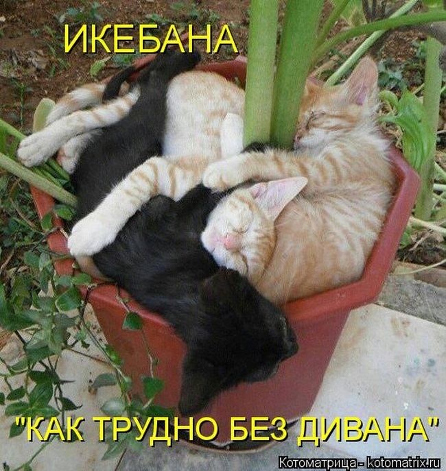 Забавные котоматрицы