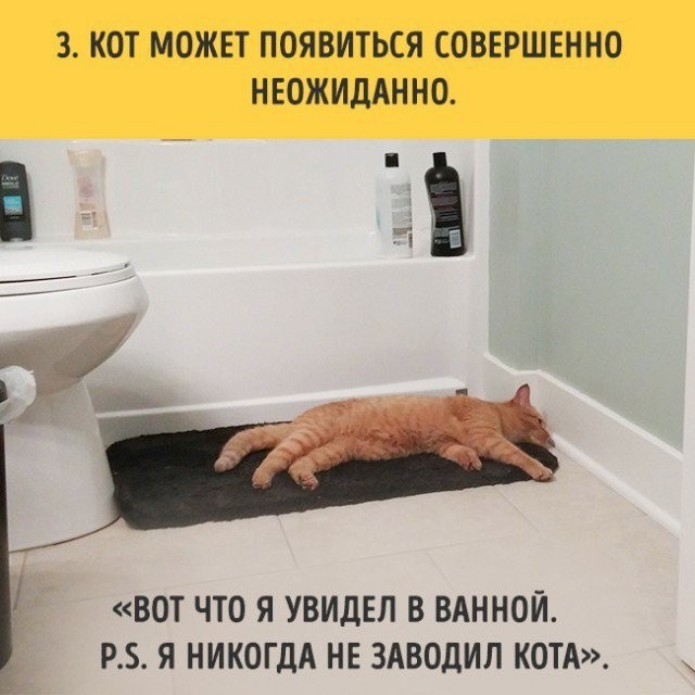 Если вы планируете завести кота