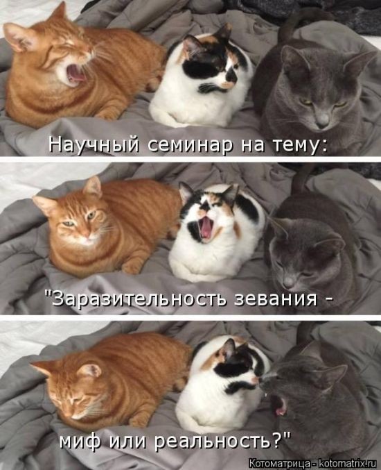 Забавные котоматрицы