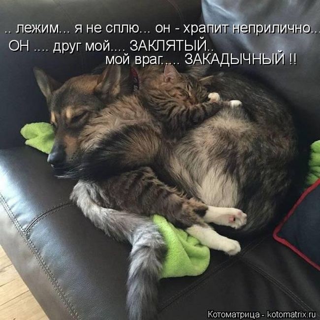 Забавные котоматрицы