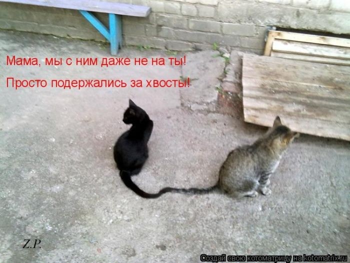 Забавные котоматрицы