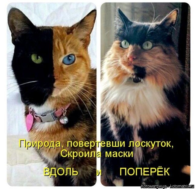 Забавные котоматрицы